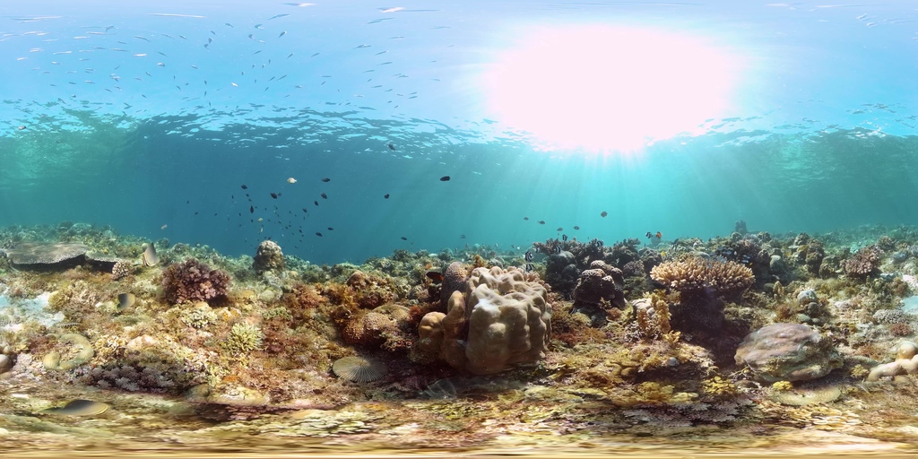 Virtual Reefs Coral reef and tropical fish. Philippines. Virtual Reality 360. 8k ...
