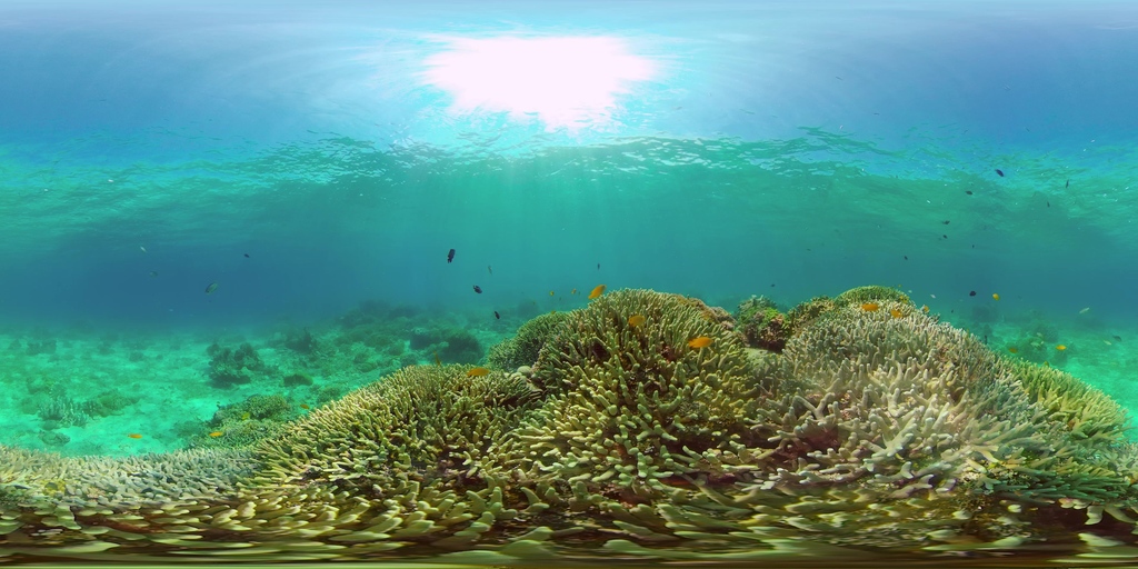 Virtual Reefs Coral reef and tropical fish. Philippines. Virtual Reality 360. 4k ...